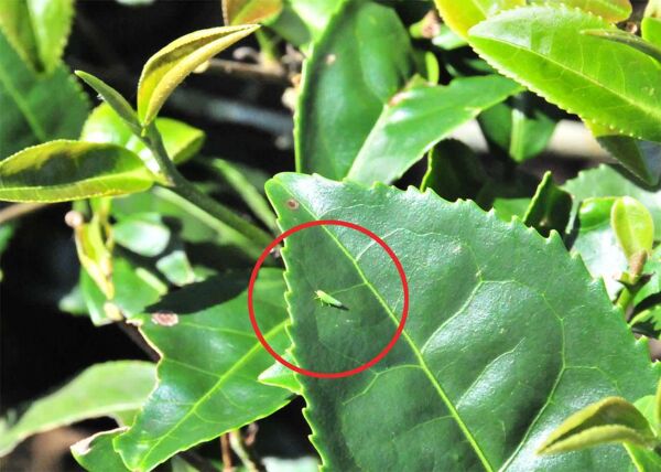 病虫害茶小绿叶蝉植物动物昆虫