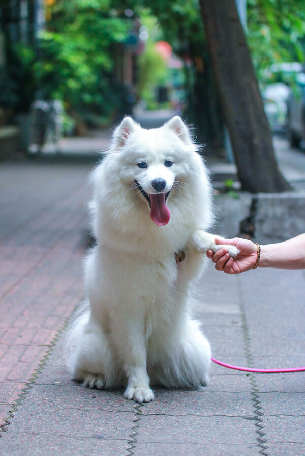 握手的萨摩耶犬图片