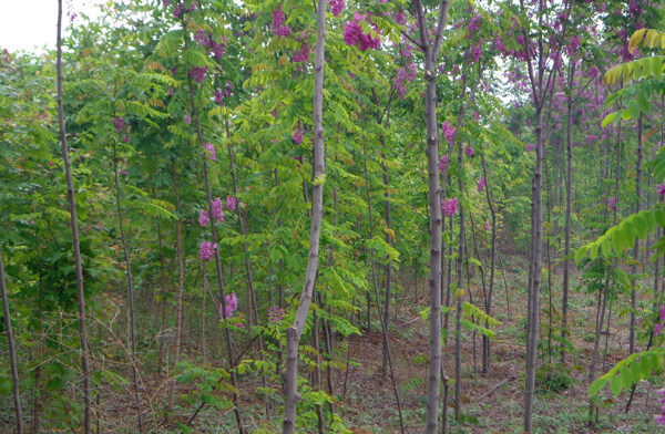 香花槐树图片