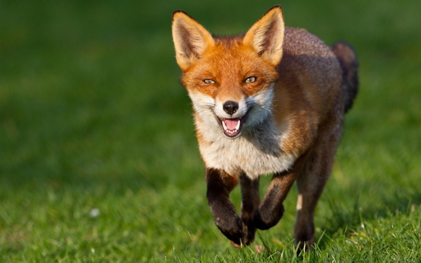 草地上奔跑的狐狸图片