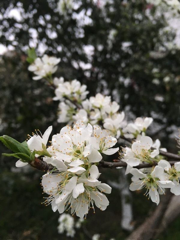 白色花朵