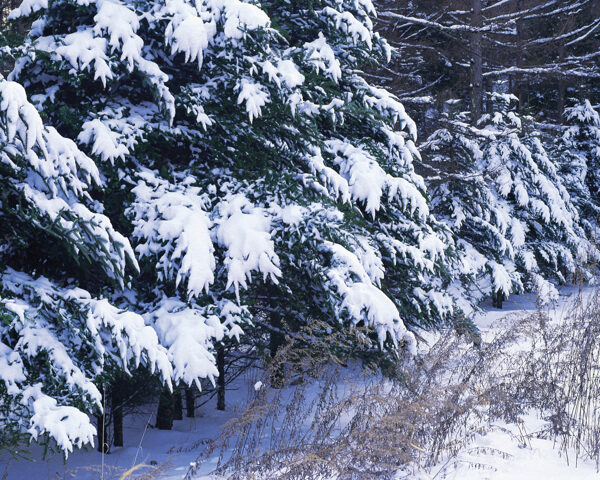 草原上的雪松树