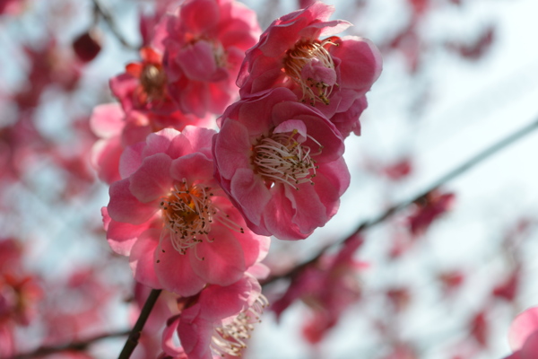 梅花图片