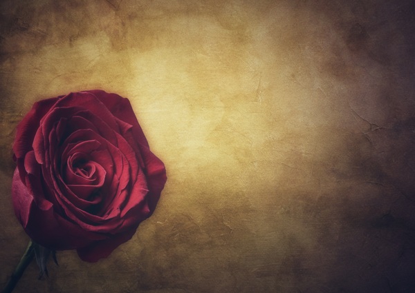 玫瑰花图片素材背景底纹材质纹理