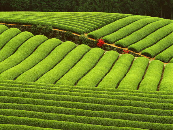 茶园茶山图片