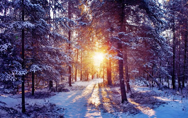 清晨的雪景深林户外背景