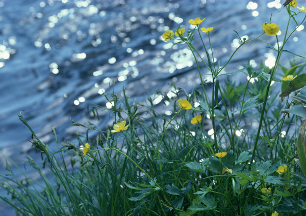 溪流花草