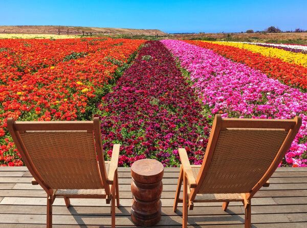躺椅与鲜花
