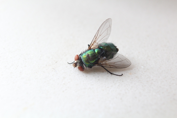 死掉的绿头苍蝇苍蝇图片