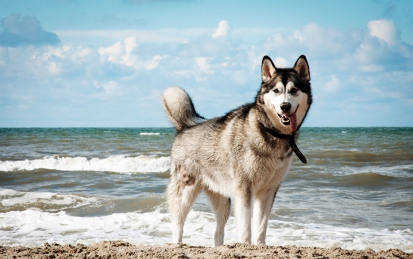阿拉斯加犬雪橇犬宠物爱斯图片