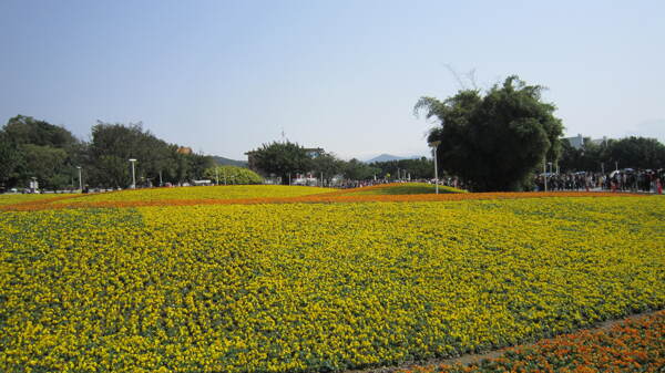 花海图片