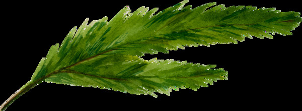 一片绿色分叉的树叶透明素材
