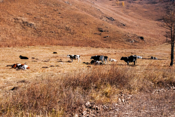 内蒙古呼伦贝尔的牧场图片