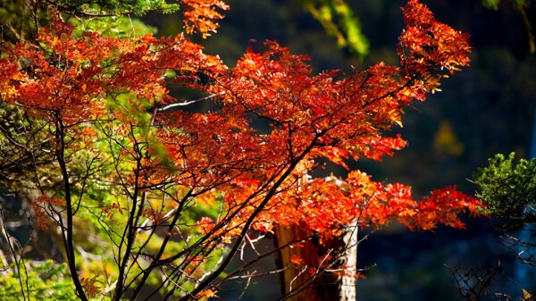 秋季红叶风景图片
