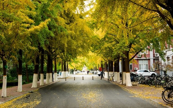 秋天时节的银杏大道图片