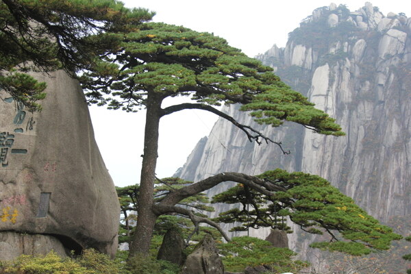 黄山迎客松图片