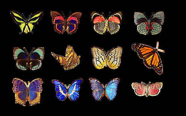 五彩斑斓的蝴蝶