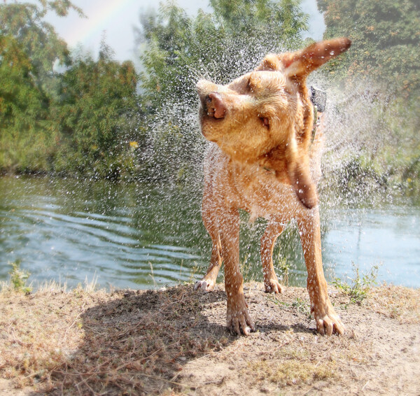 甩身上水的小狗图片