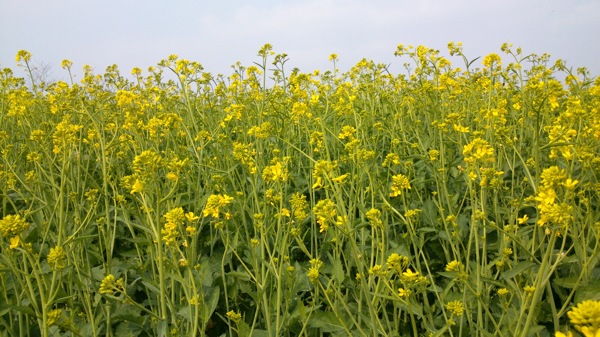 油菜花图片