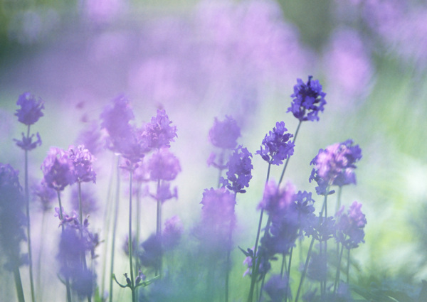 梦幻紫色鲜花图片图片