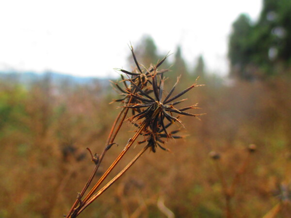 野草枯萎图片