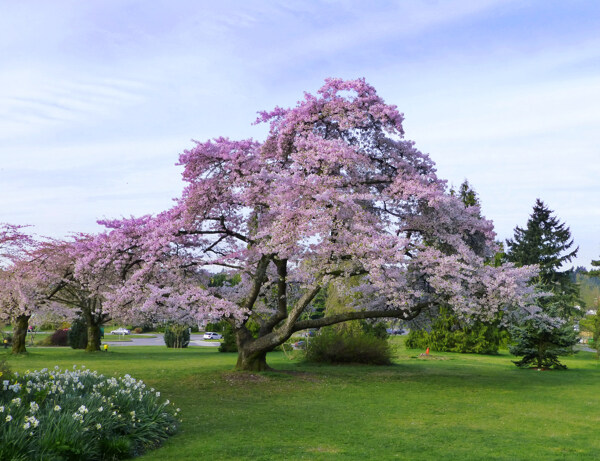 樱树图片