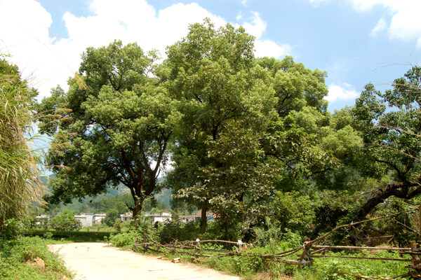 香樟树图片