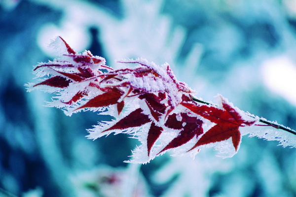 冬天雪景