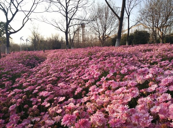 大观楼花园图片