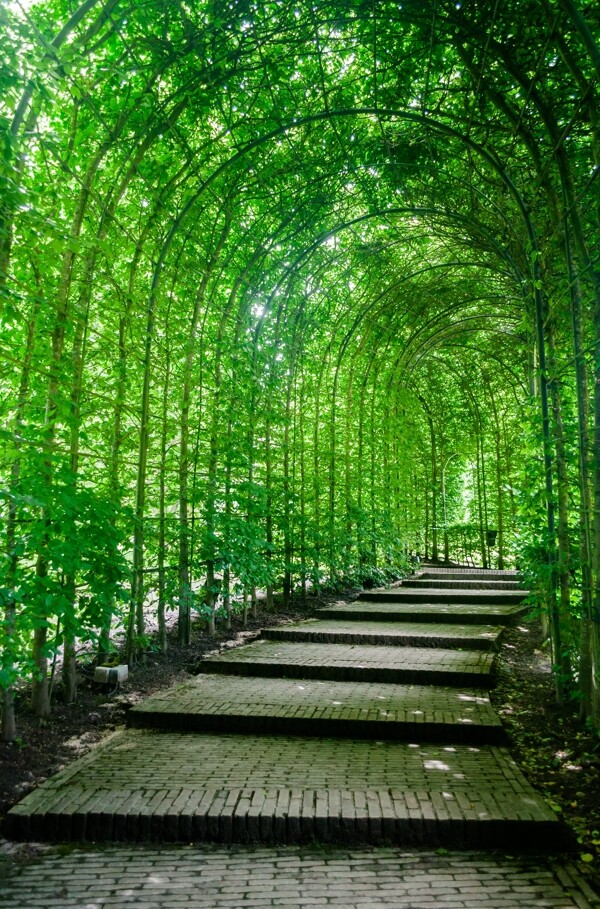 绿色隧道公园园林植物绿化