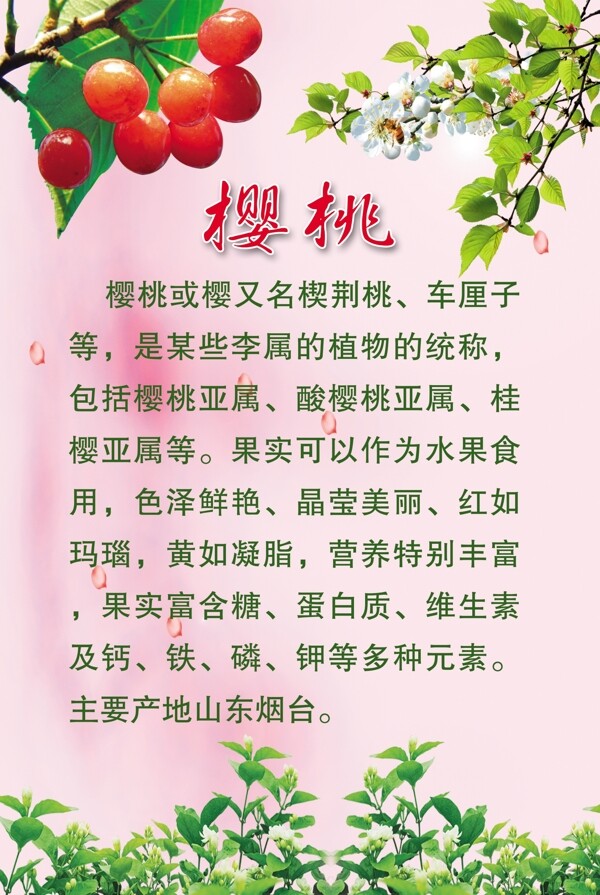 果树介绍图片