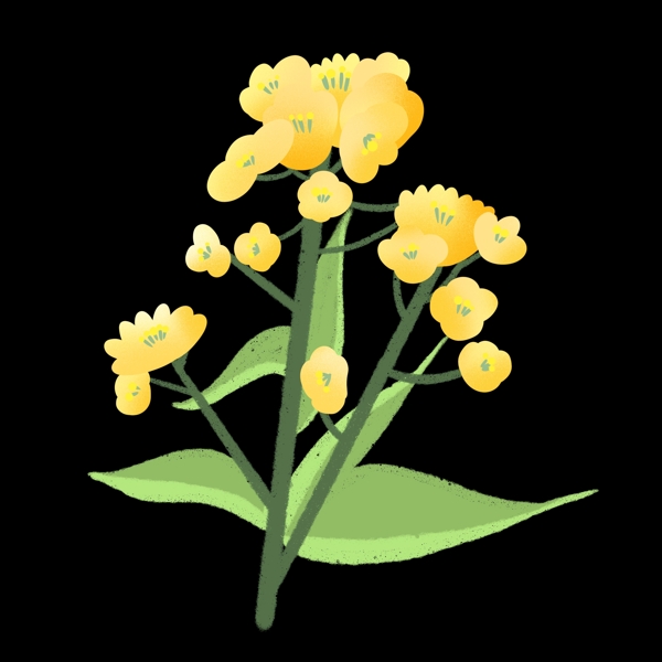 一只油菜花设计插图