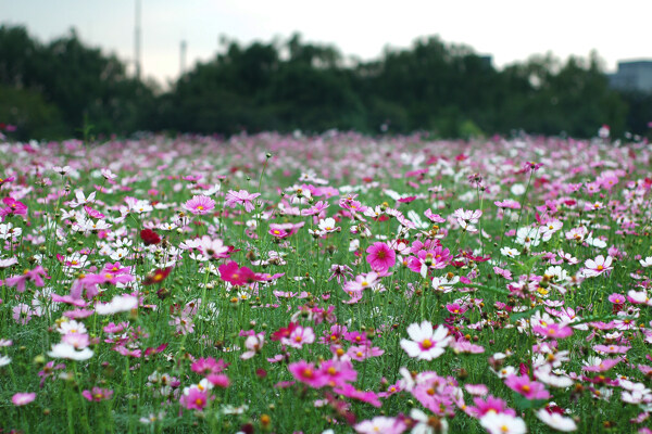 波斯菊花海