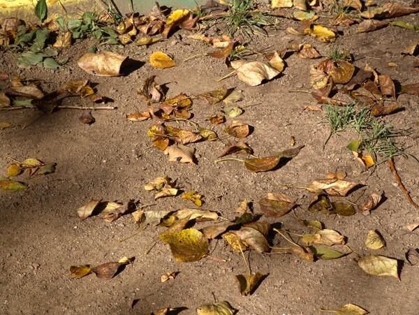 地上的落叶