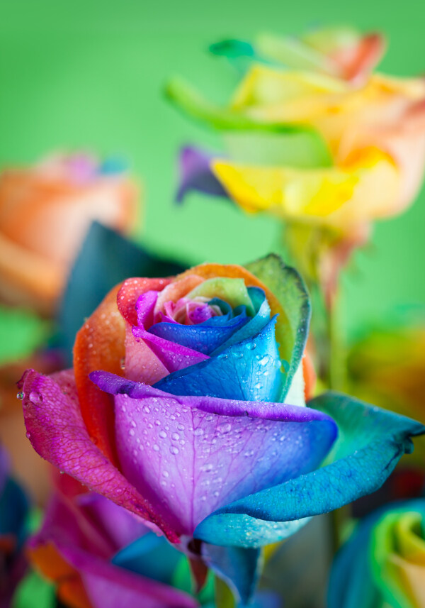 七彩玫瑰高清素材图片