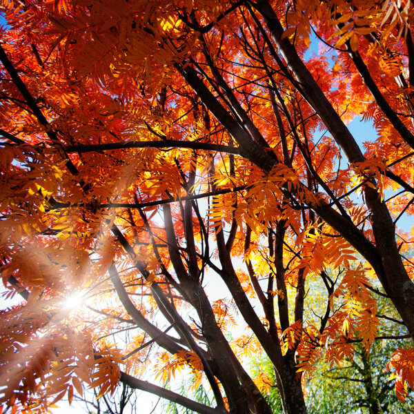 太阳光穿过红色树叶