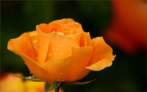 唯美橘色玫瑰花图片