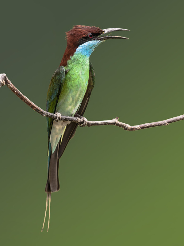 蜂虎图片