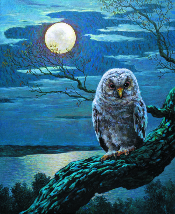 月夜猫头鹰图片