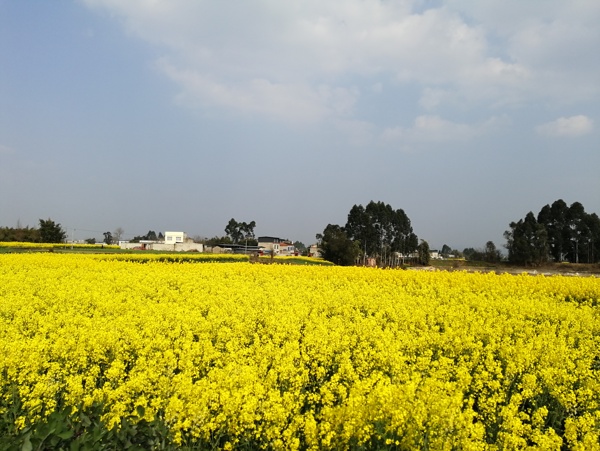 油菜花