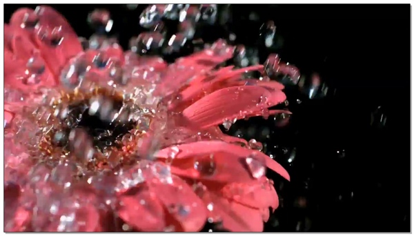 水滴与花瓣视频素材