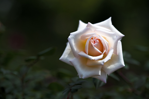 纯洁白玫瑰花图片