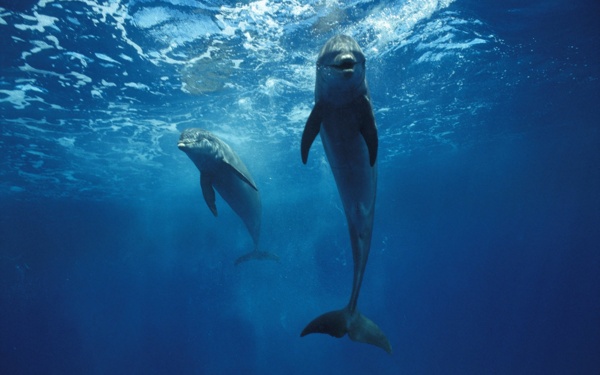 海底海豚