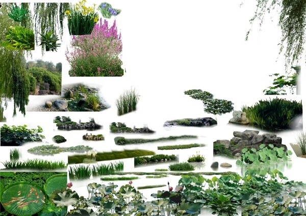水景植物图片