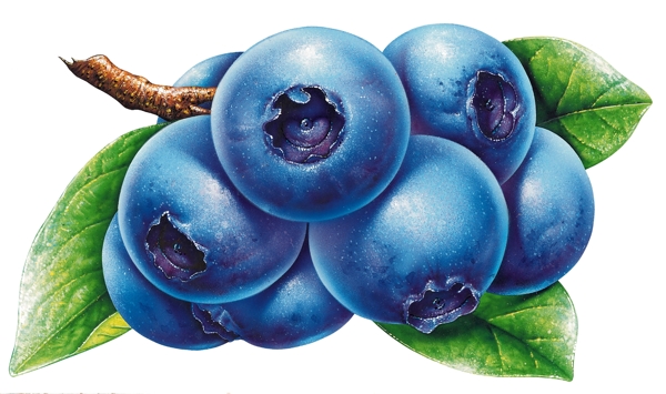 蓝莓蓝莓果