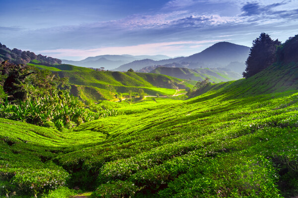 美丽茶山风景图片