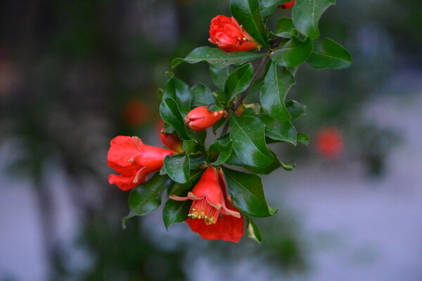 石榴花