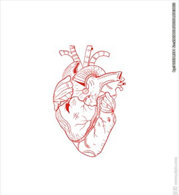 心脏视图