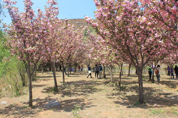 樱花树林图片