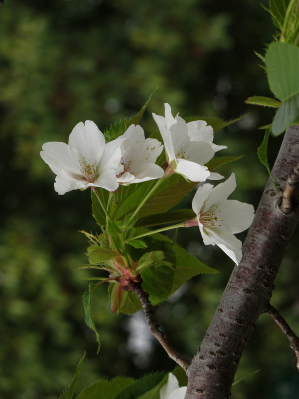 白色樱花绿叶樱树图片